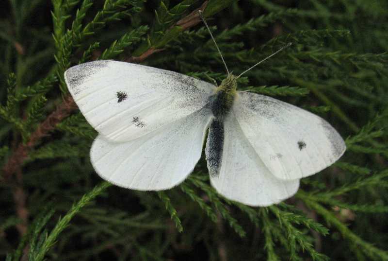 Imported cabbageworm